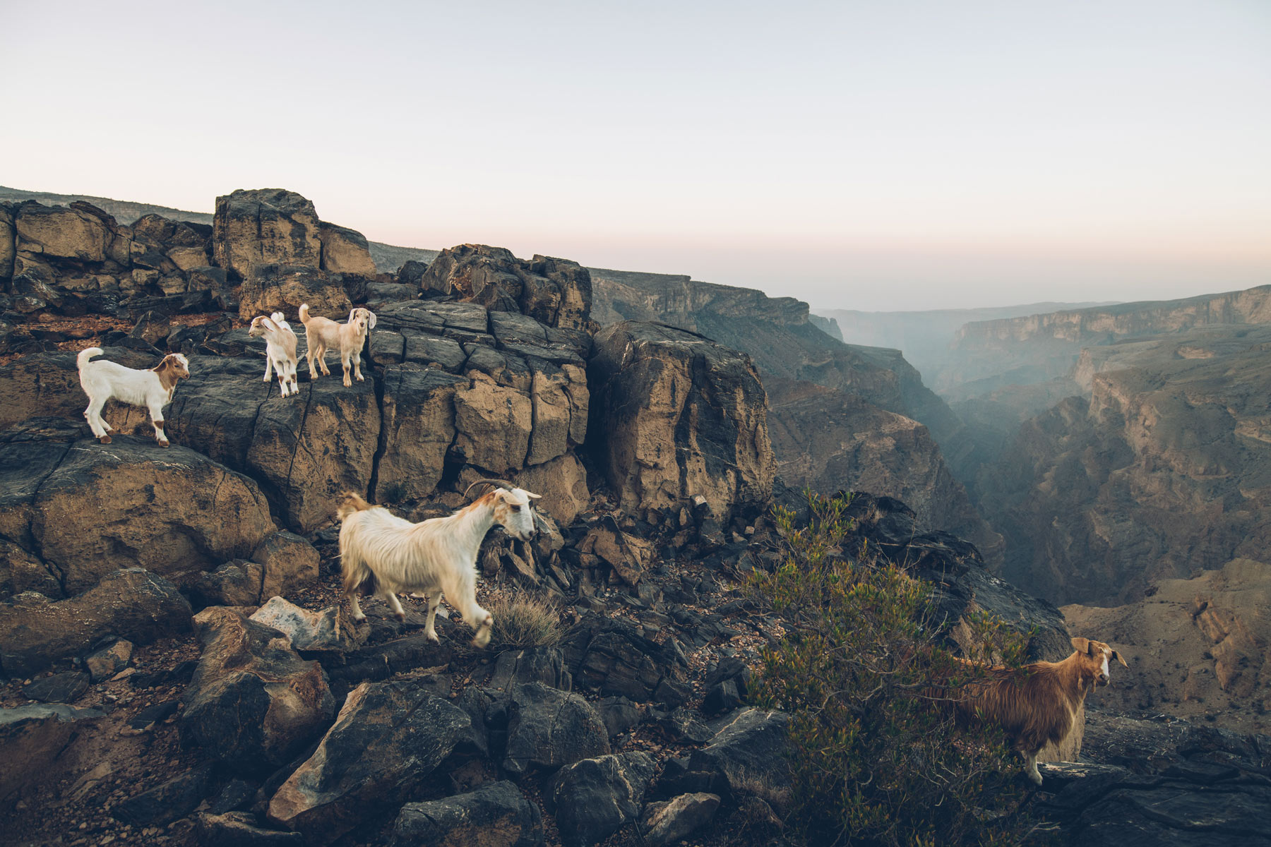 Hotel Alila Jabal Akhdar, Oman