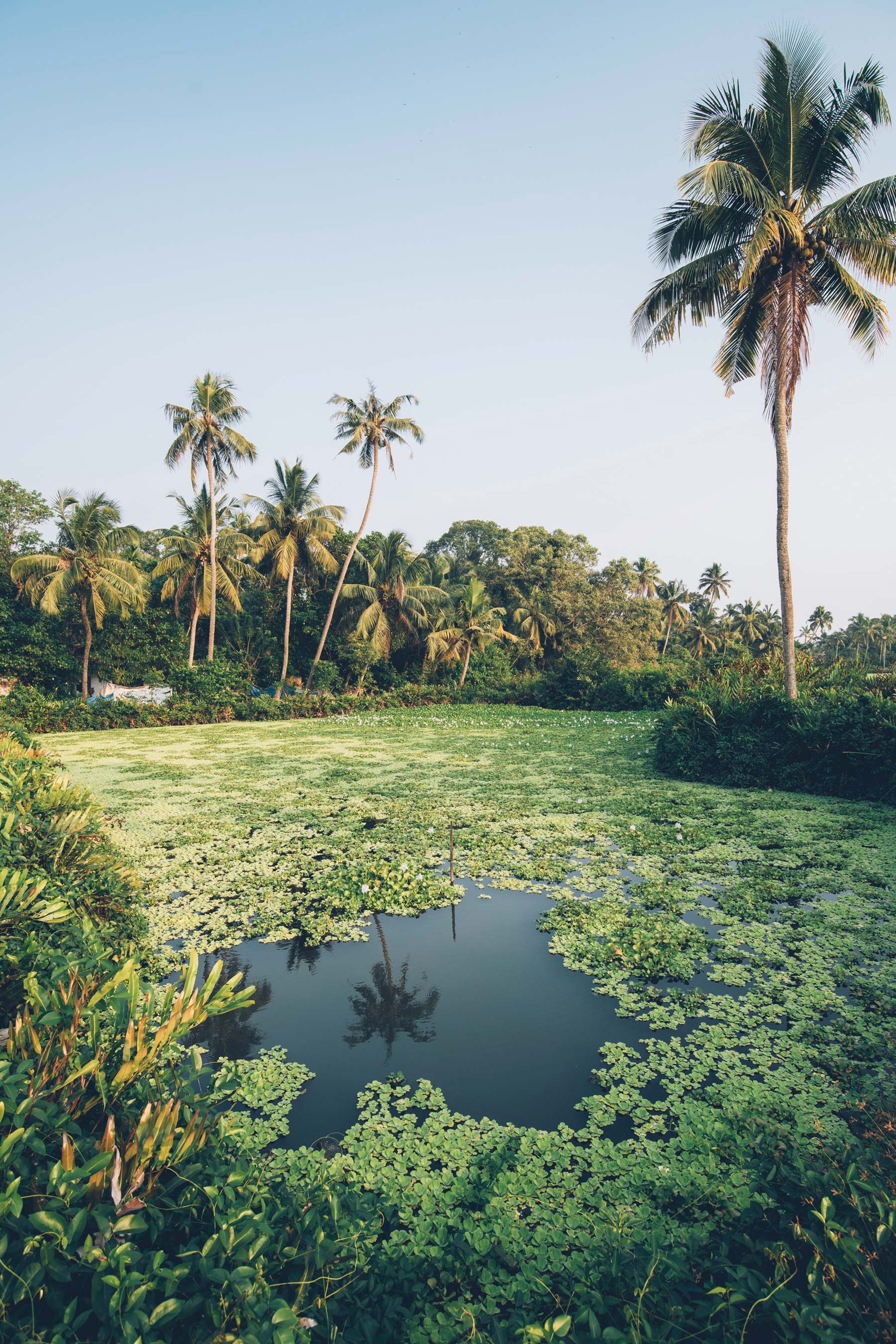 Backwaters, Kerala