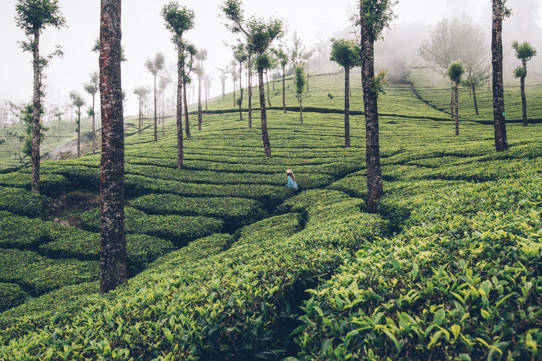 Munnar, Kerala