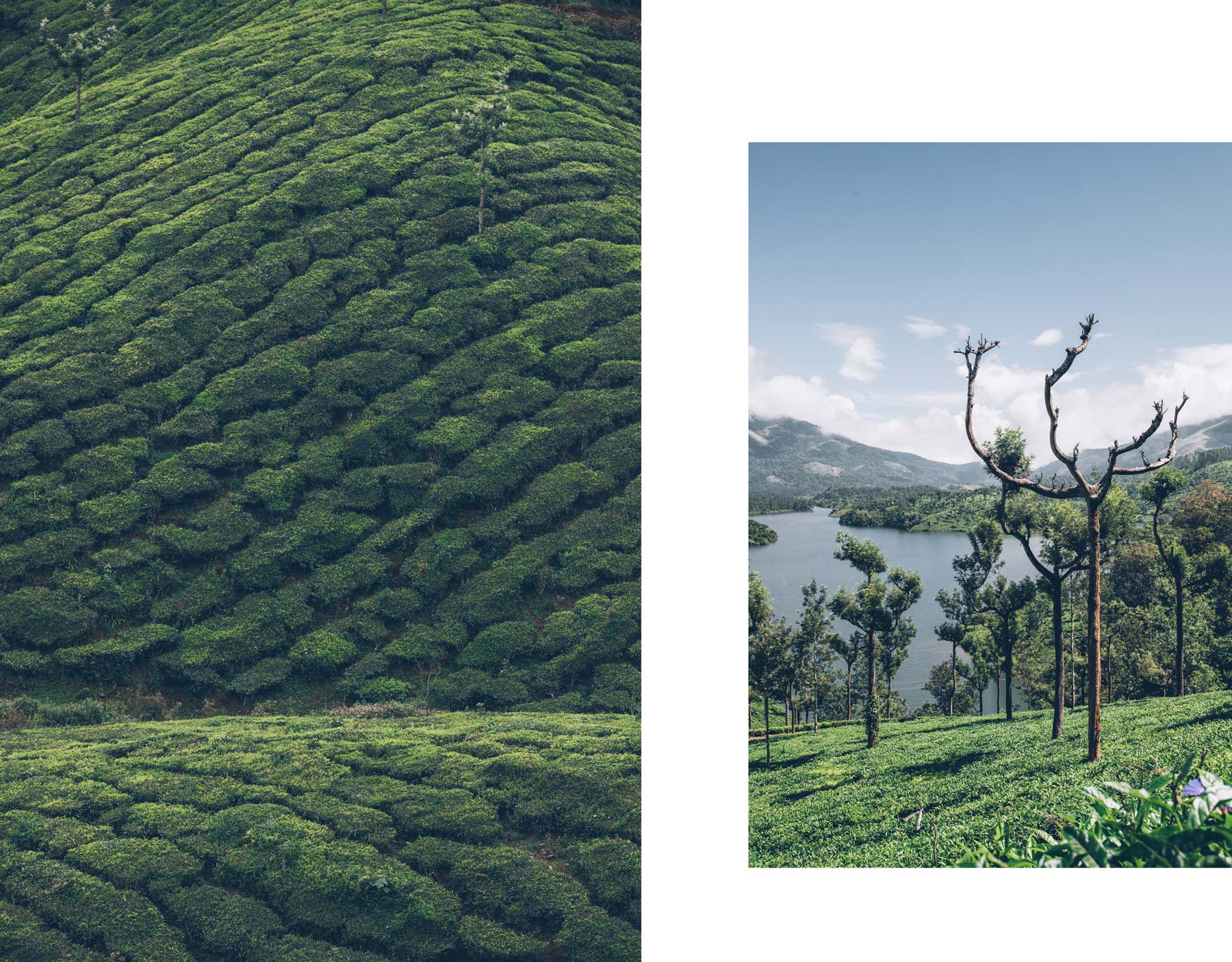 Munnar, plantation de thé