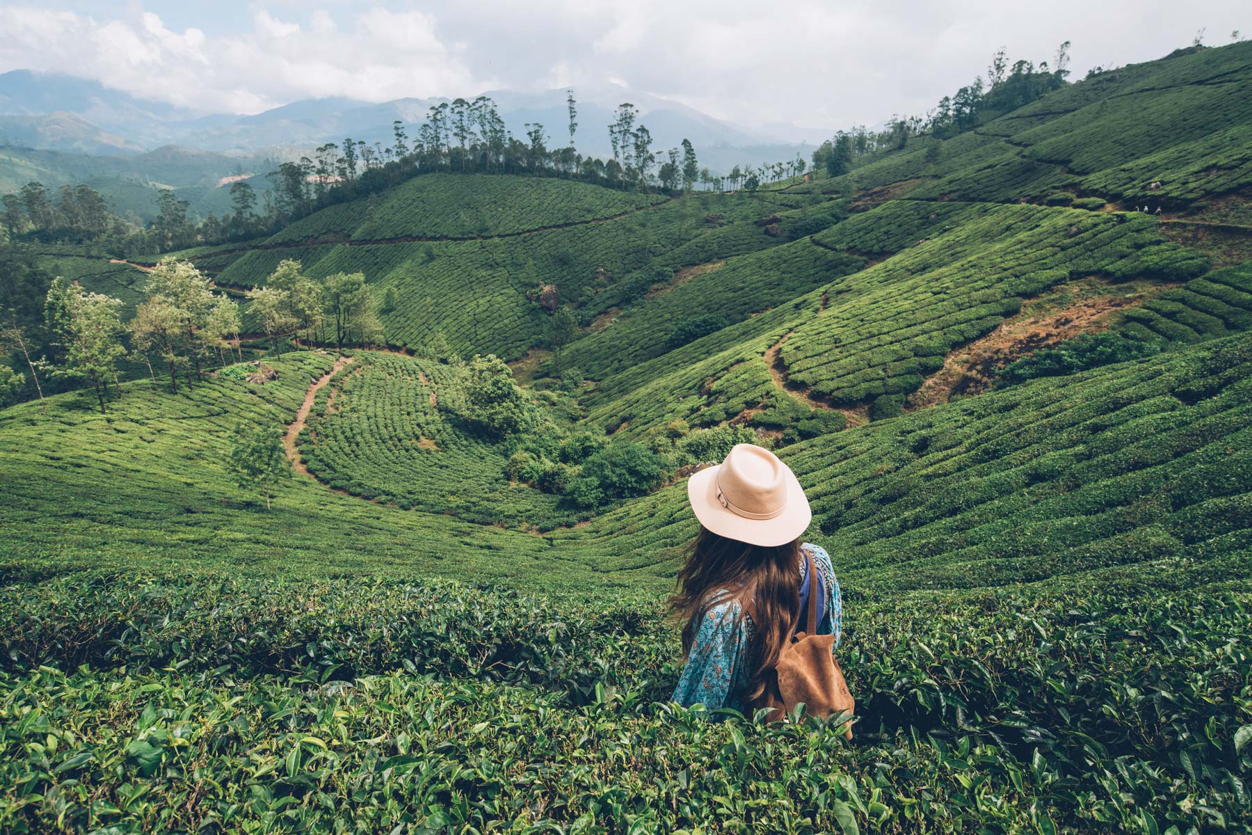 Munnar, Inde, Plantations de thé