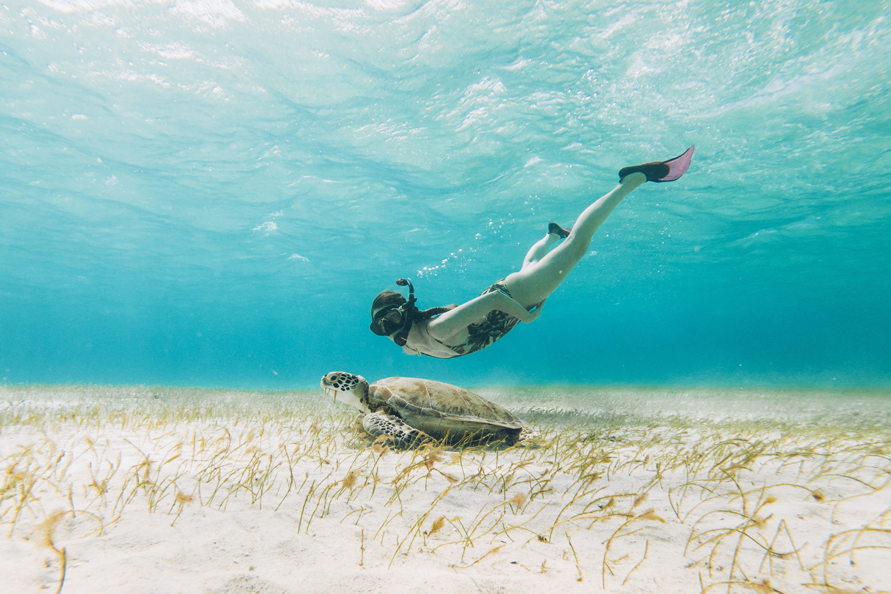 Tortue, Tobago Cays, Grenadines