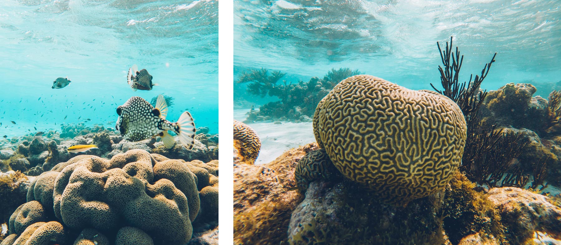 Snorkeling Grenadines, Tobago cays