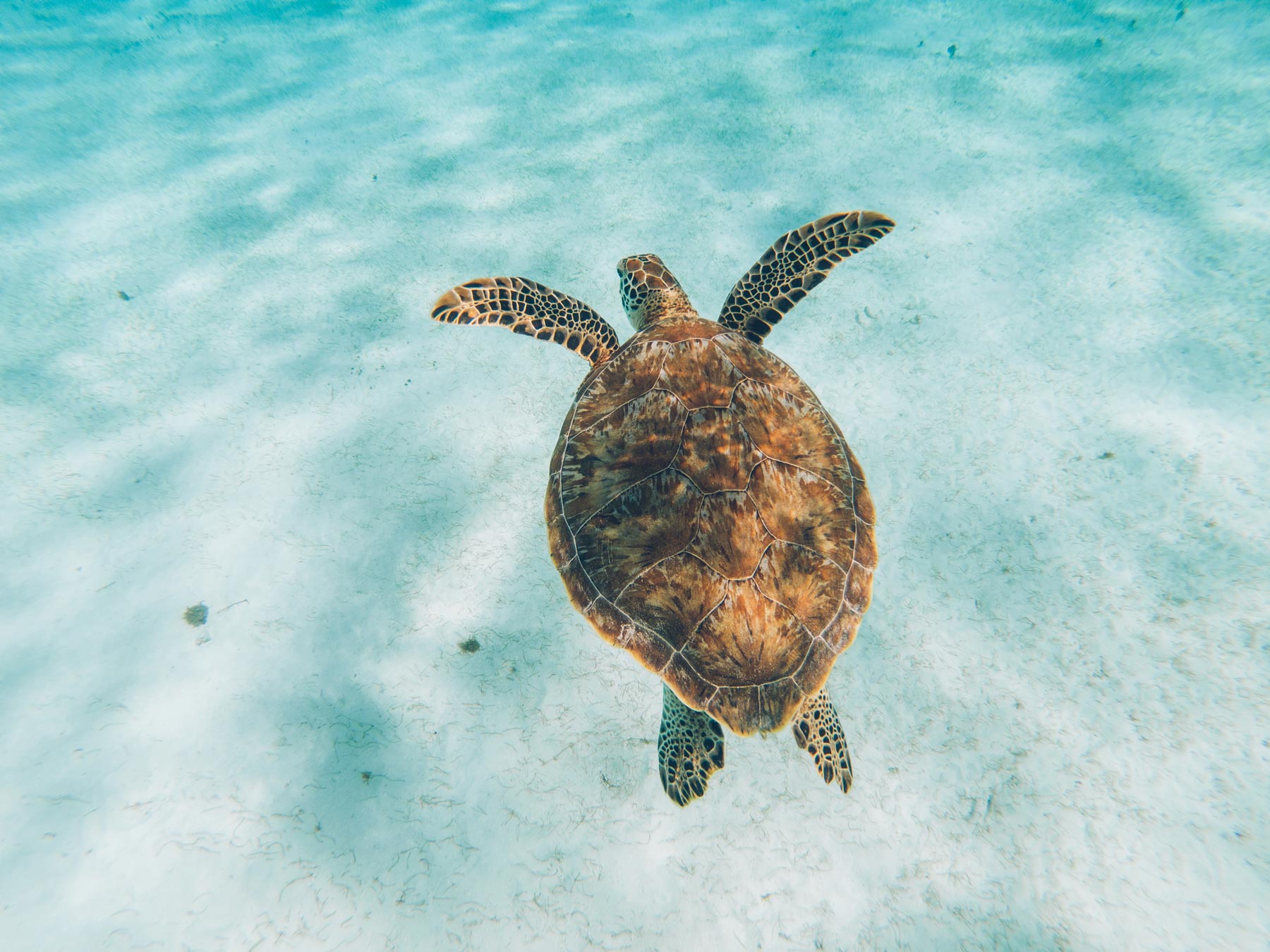 Pour voir les Tortues dans les Grenadines: Tobago Cays