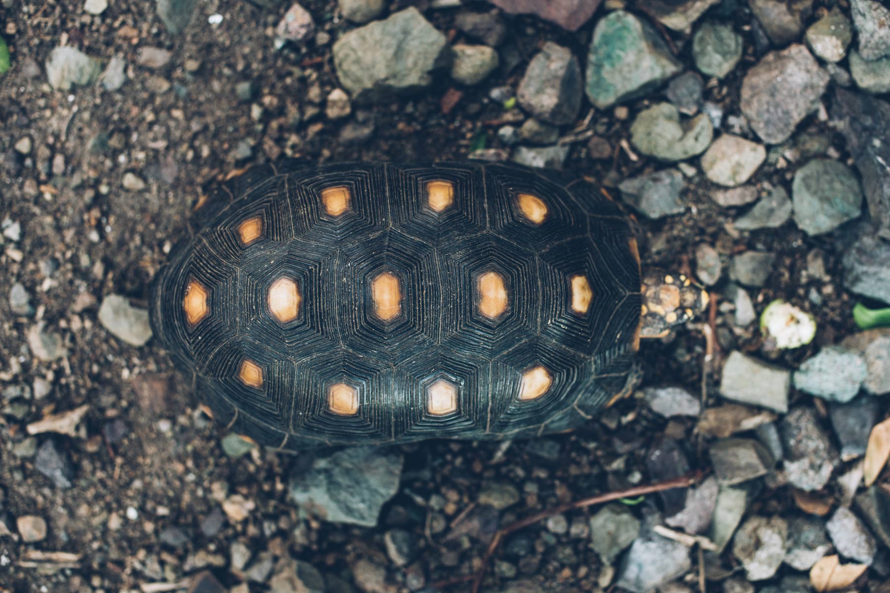 Tortue Terrestre, Tobago Cays