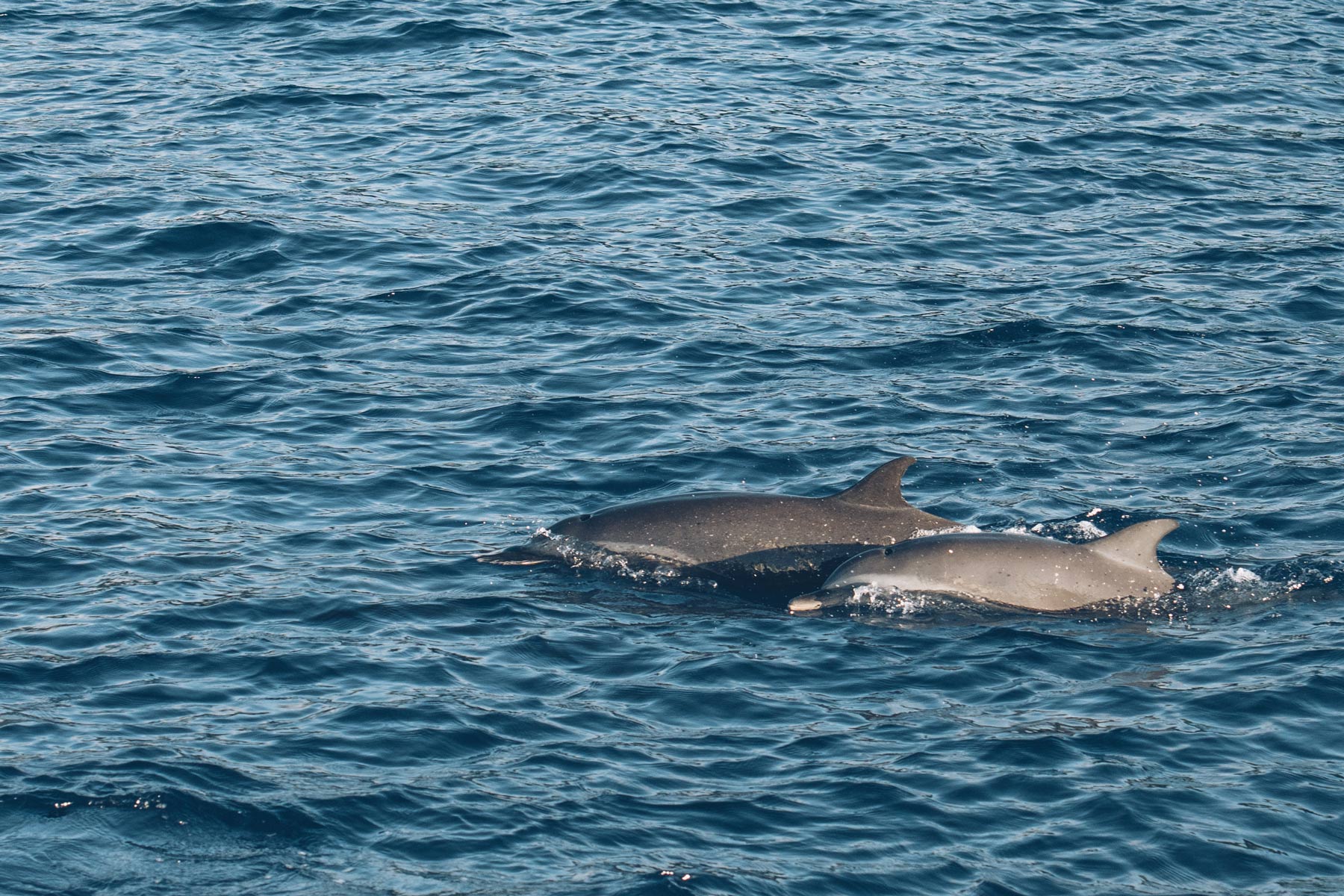 Dauphins lors de la croisière aux Grenadines, St Vincent