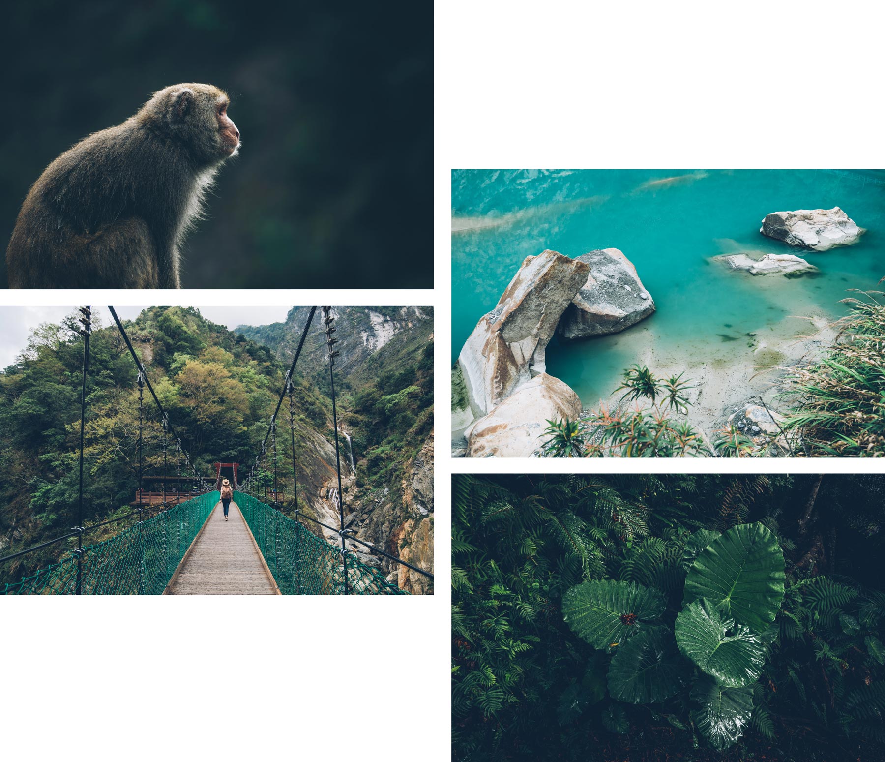 Parc National de Taroko, Singes