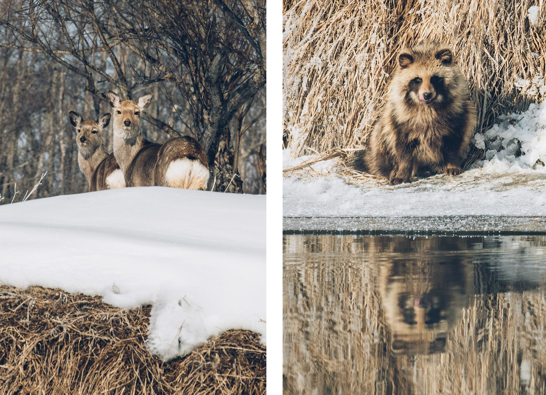 Animaux Hokkaido