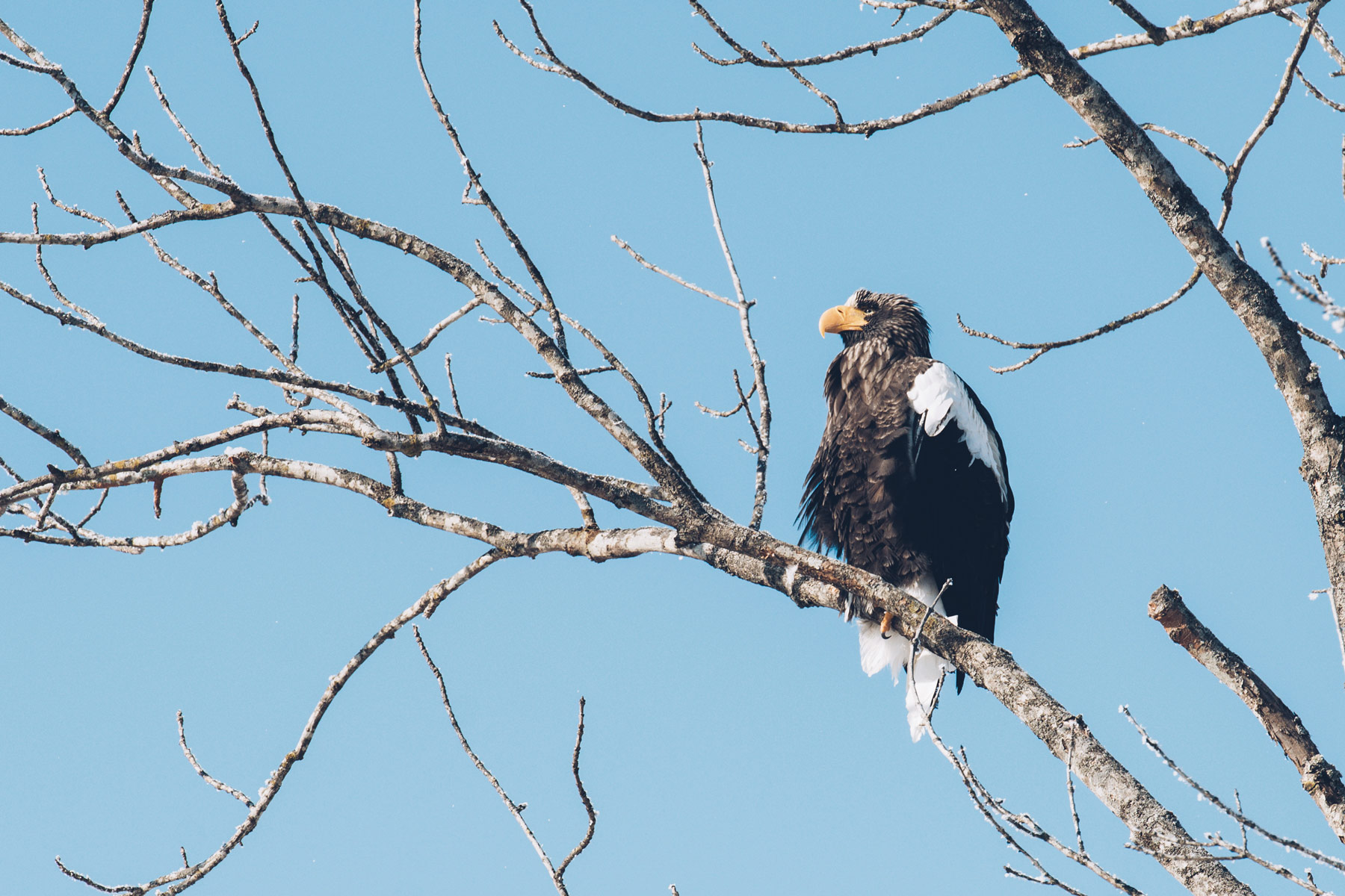 pyguargue empereur, Hokkaido