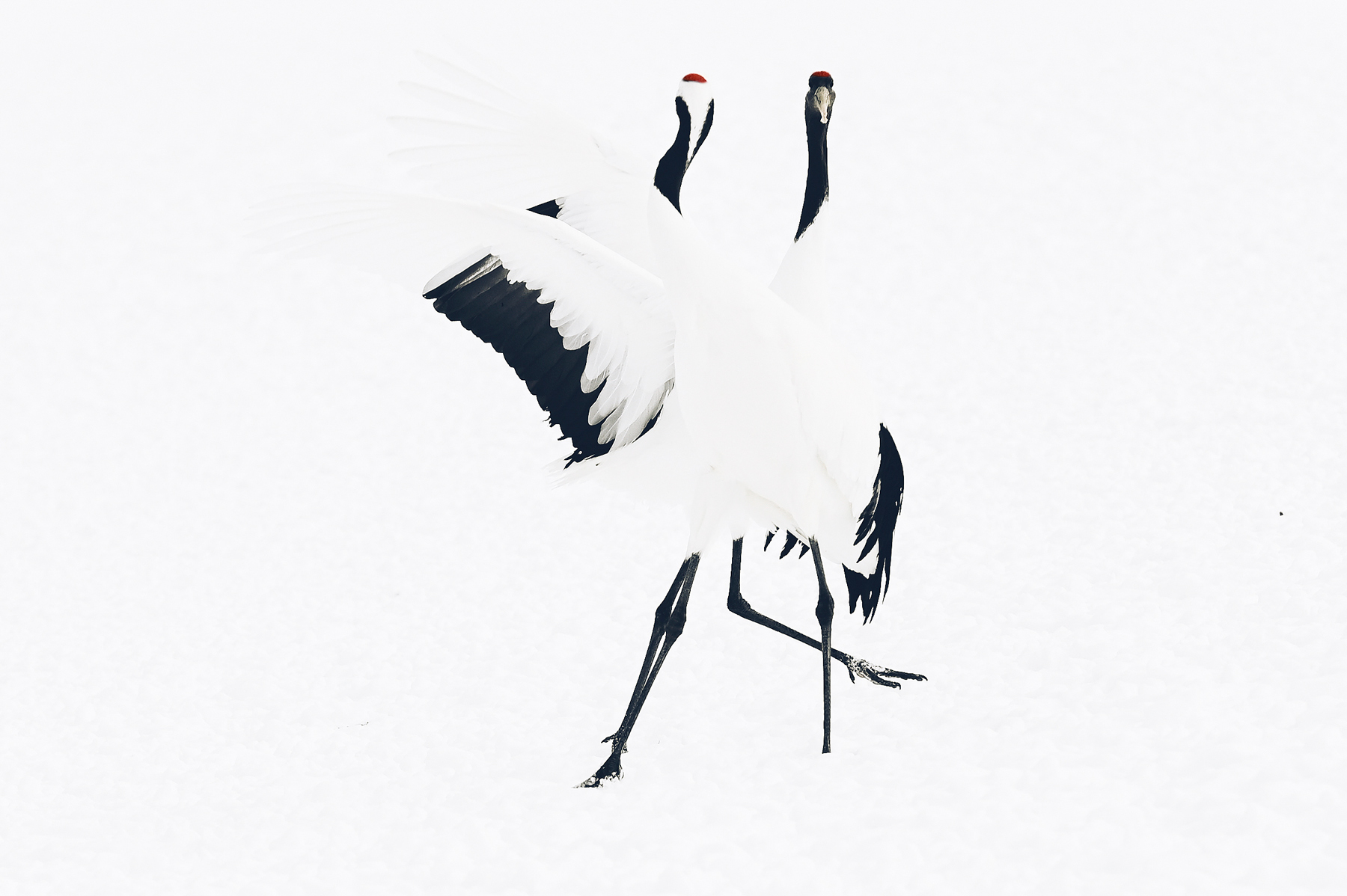 Le ballet des Grues au Japon, Hokkaido