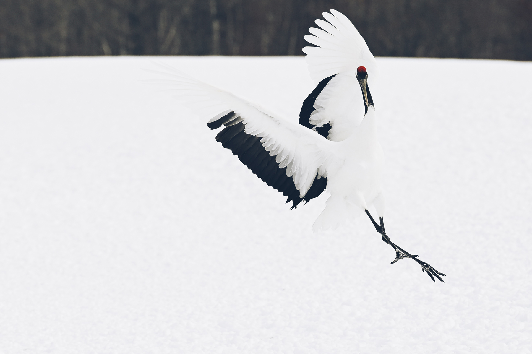 Observation des grues au Japon, ile d'Hokkaido