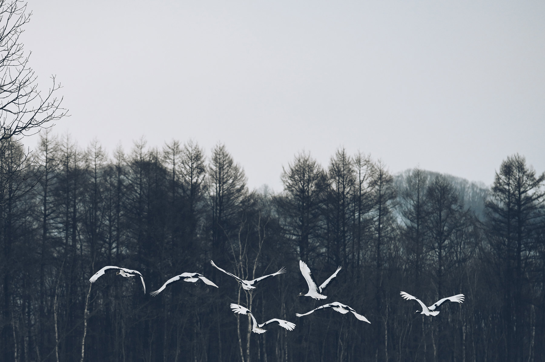 Les Grues du Japon