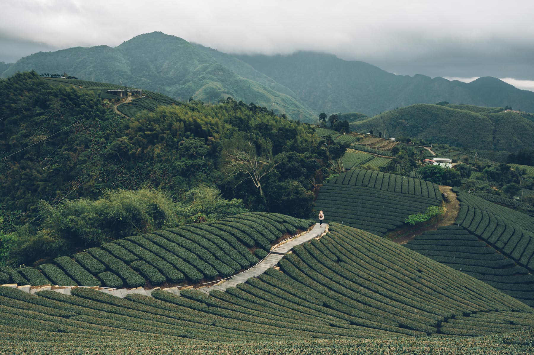 Plantation de Thé, Taiwan