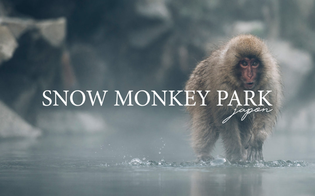 Snow Monkey Park, Les Singes des sources chaudes au Japon