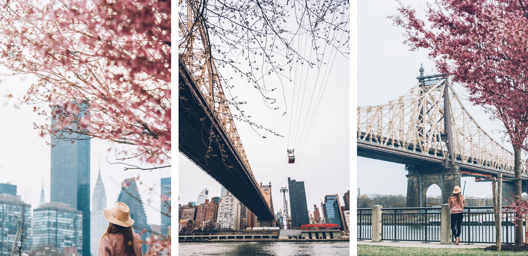 Roosevelt Island, New York, Cerisiers en fleur