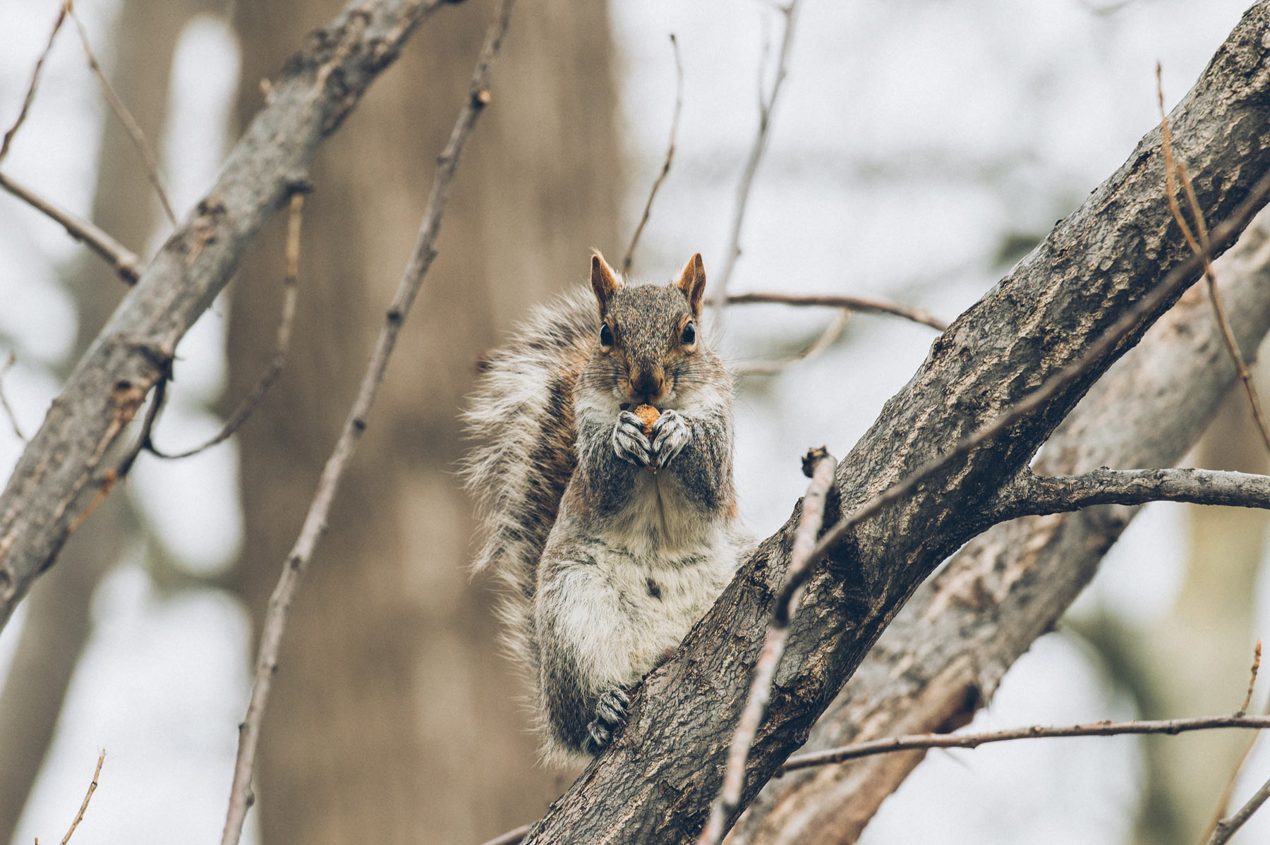 Ecureuil, Roosevelt Island