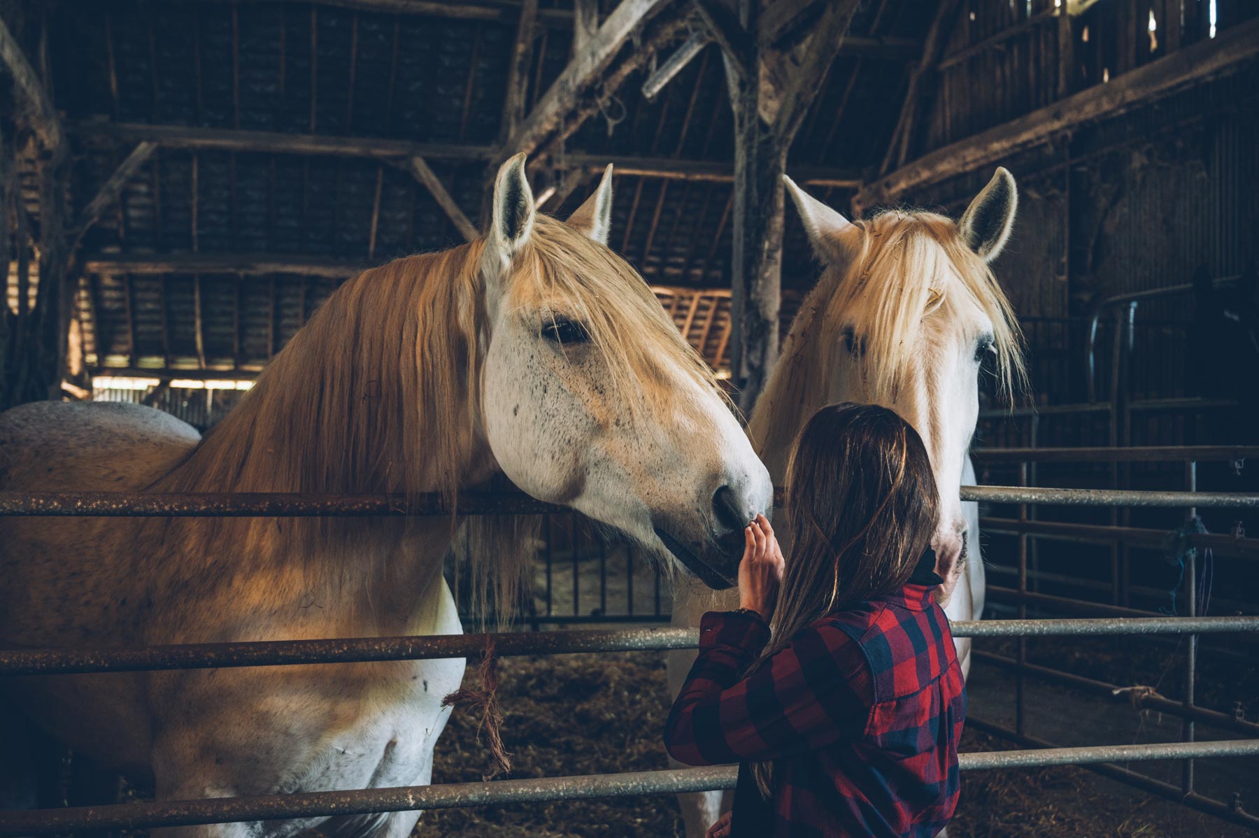 Percherons en Eure et Loir, Perche