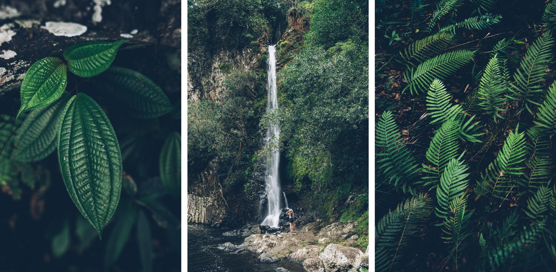 Bassin la Paix, La Réunion