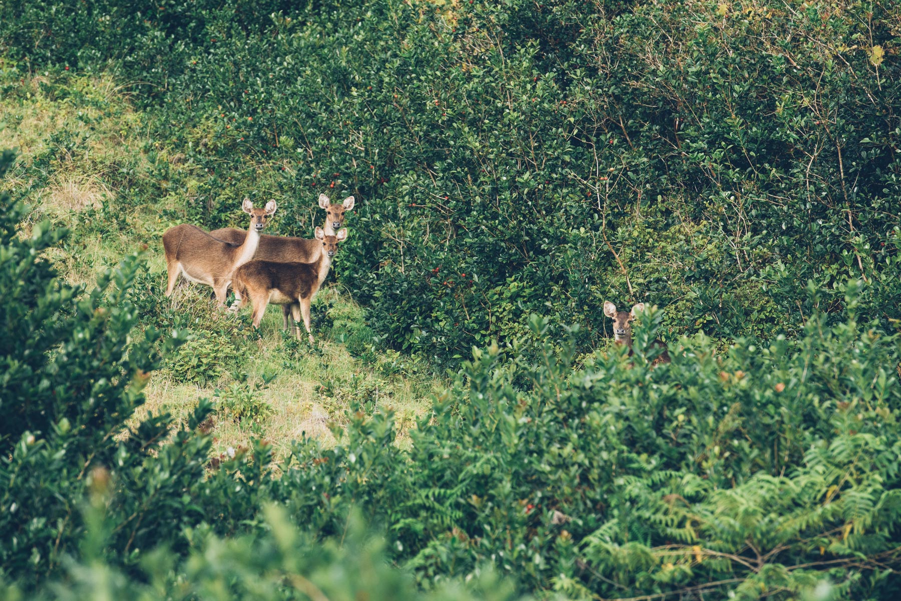 Cerfs de Java, Diana Dea Lodge, Réunion