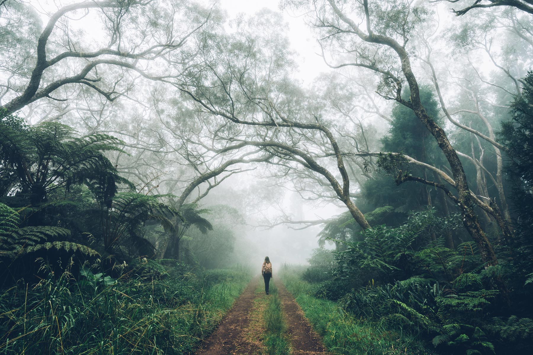 Foret de Belouve, La Réunion