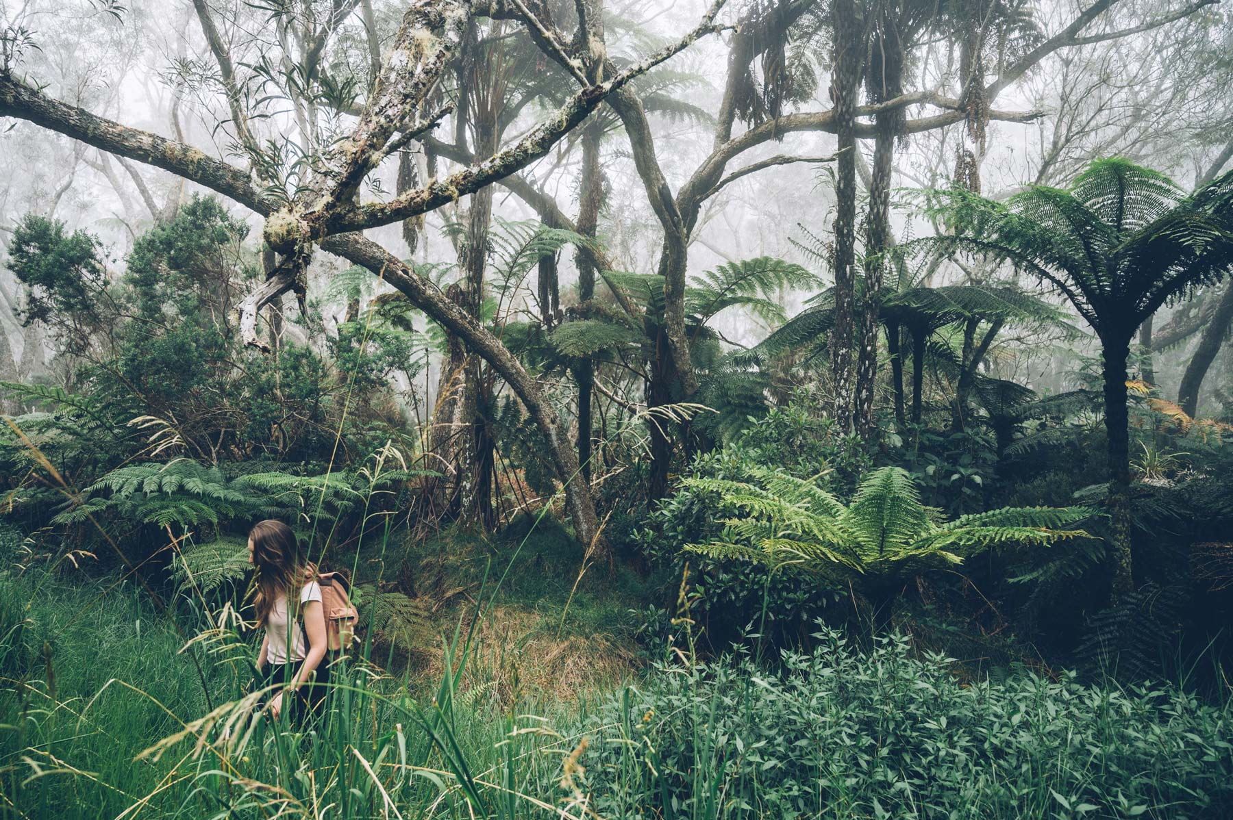 Forêt Tropicale La Réunion