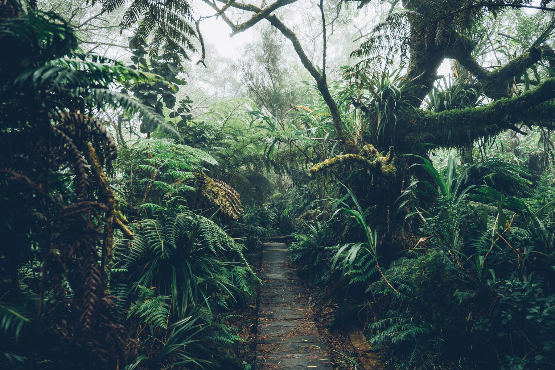 Randonnée pour le trou de fer, Belouve, La Réunion