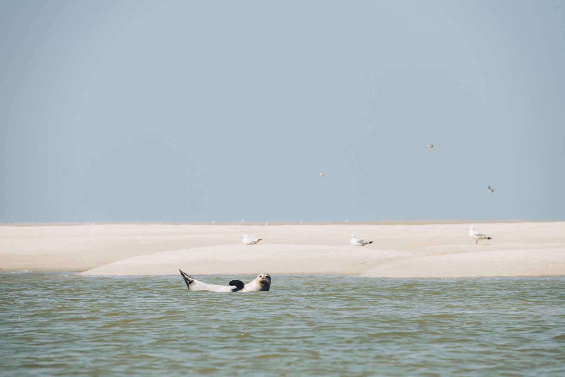 Phoque, Baie de Somme