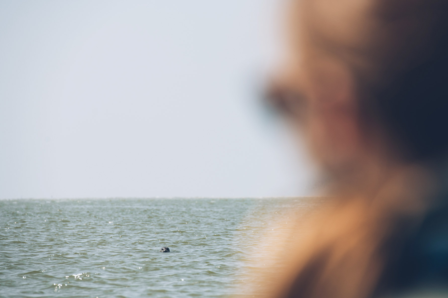 Baie de Somme, ou voir les phoques?