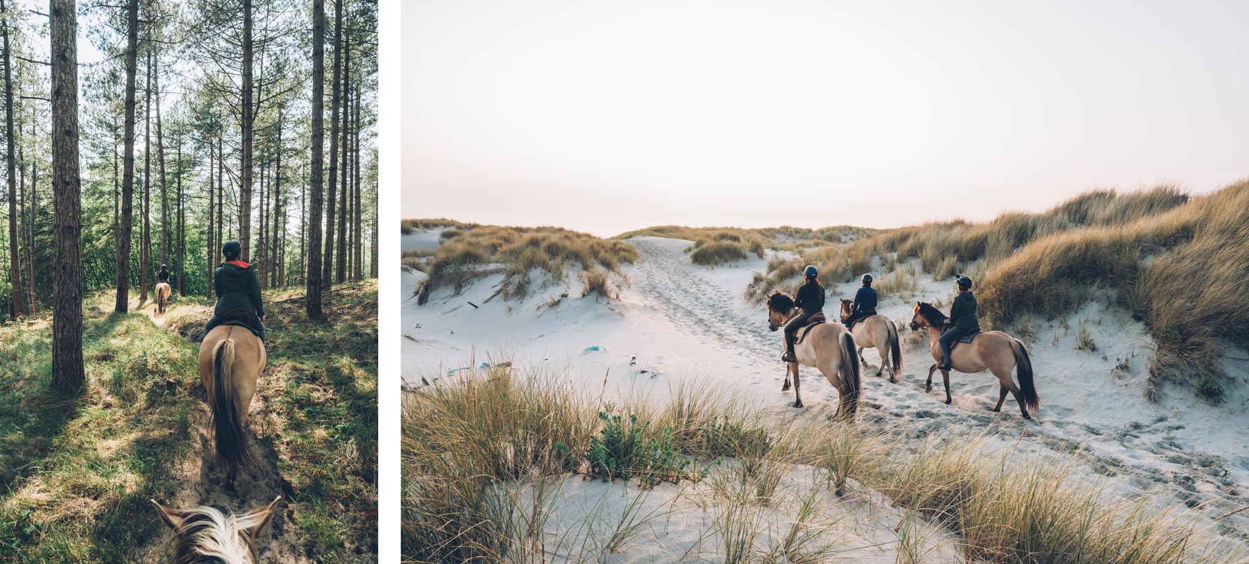 Chevaux Henson dans les dunes de sables