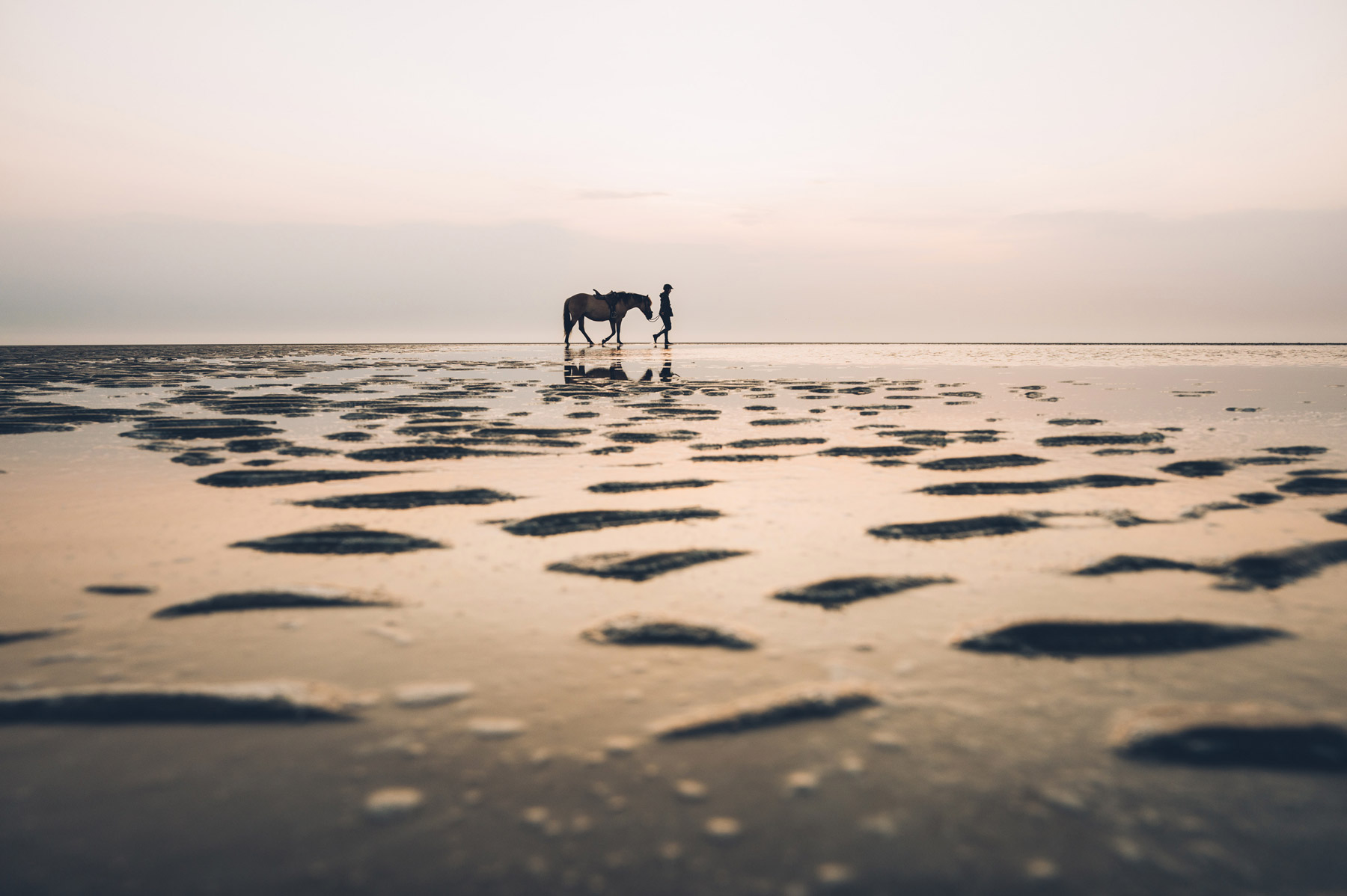 Cheval sur la plage en baie de somme