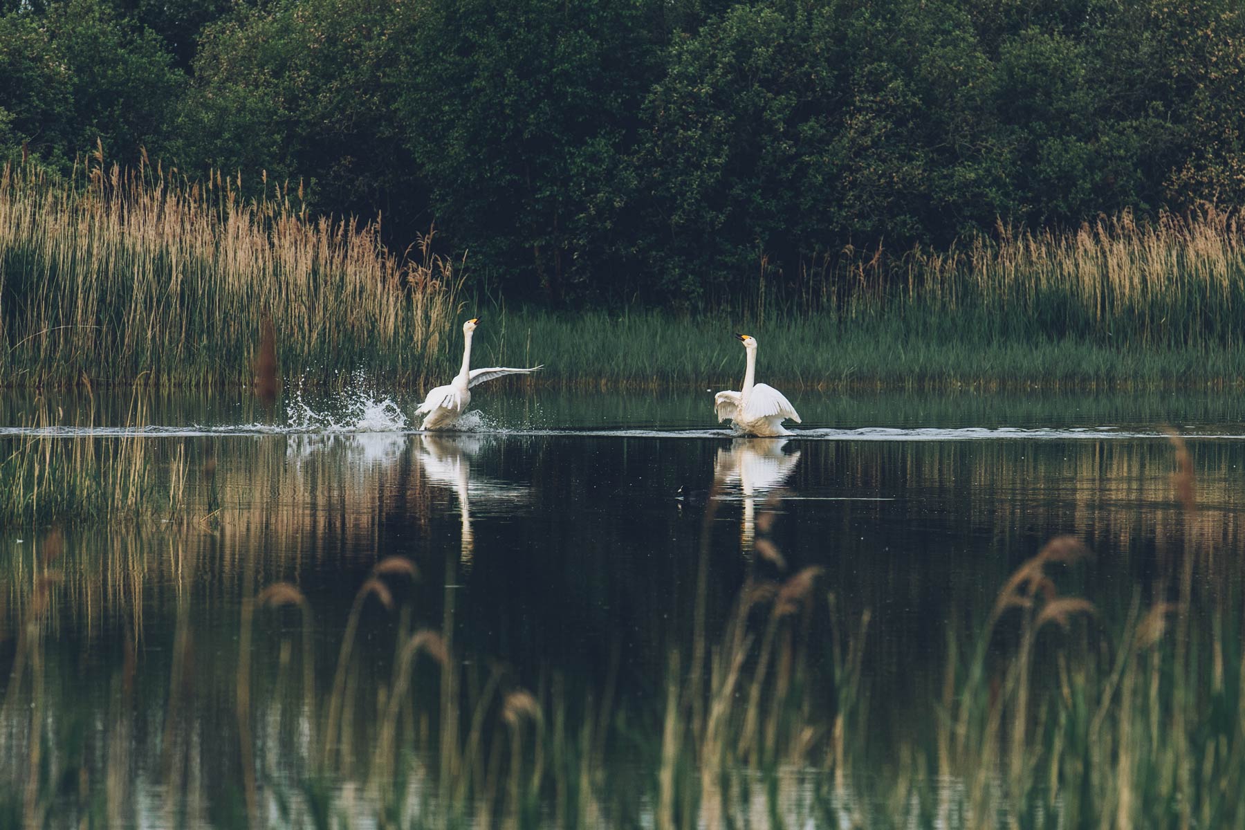 Cygnes, Parc Naturel Baie de Somme