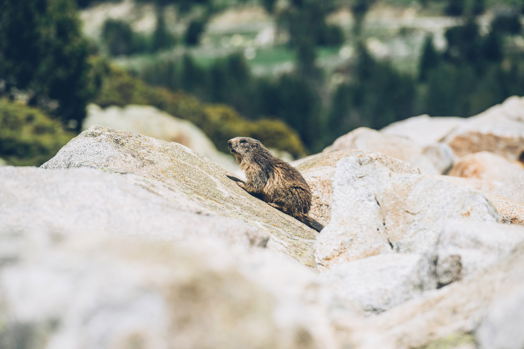 Voir les Marmottes à Andorre