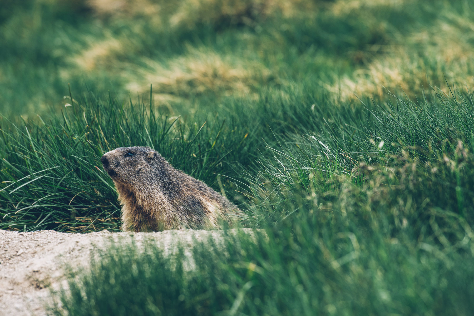 Voir les Marmottes à Andorre