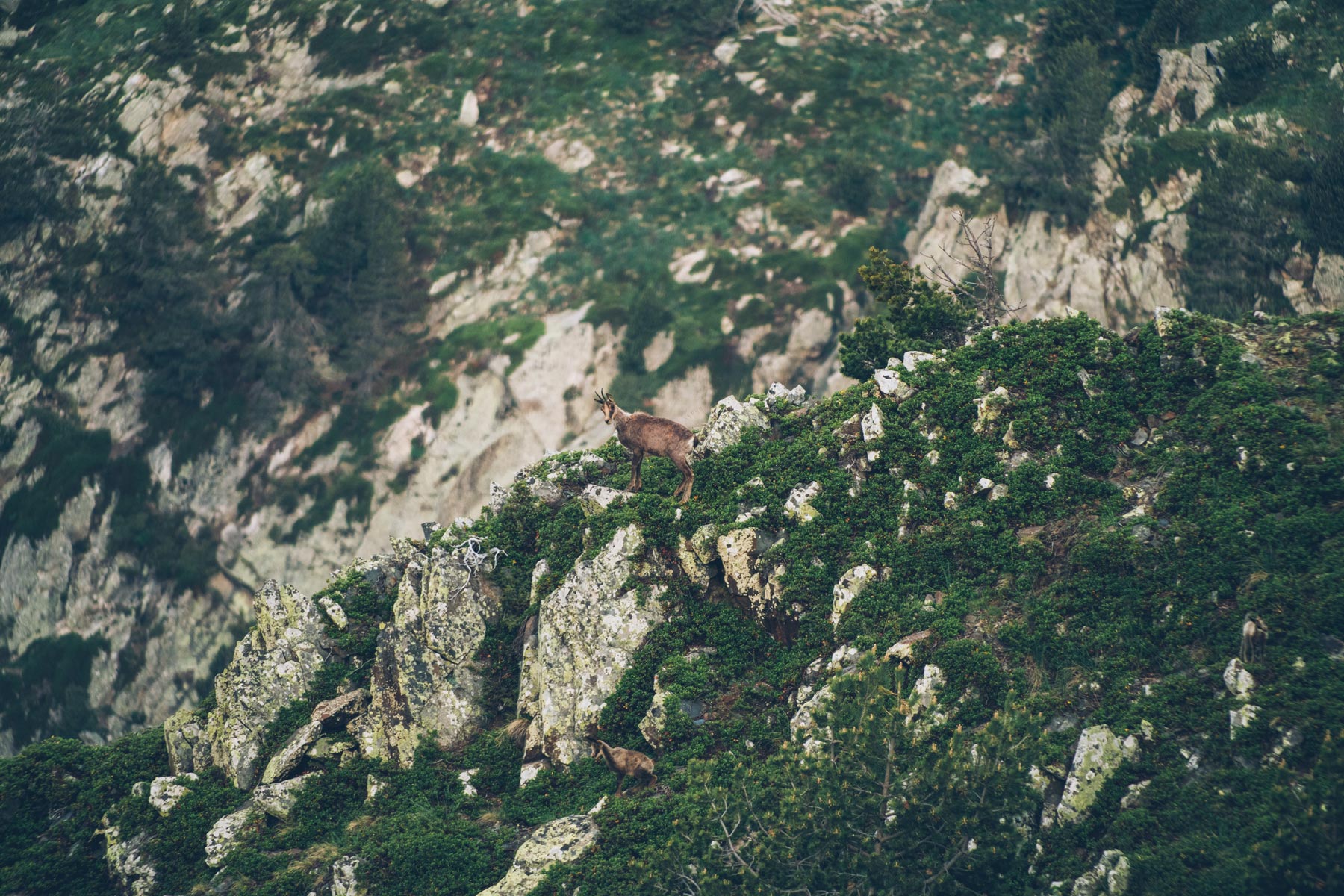 Voir les Chamois et Mouflons à Andorre