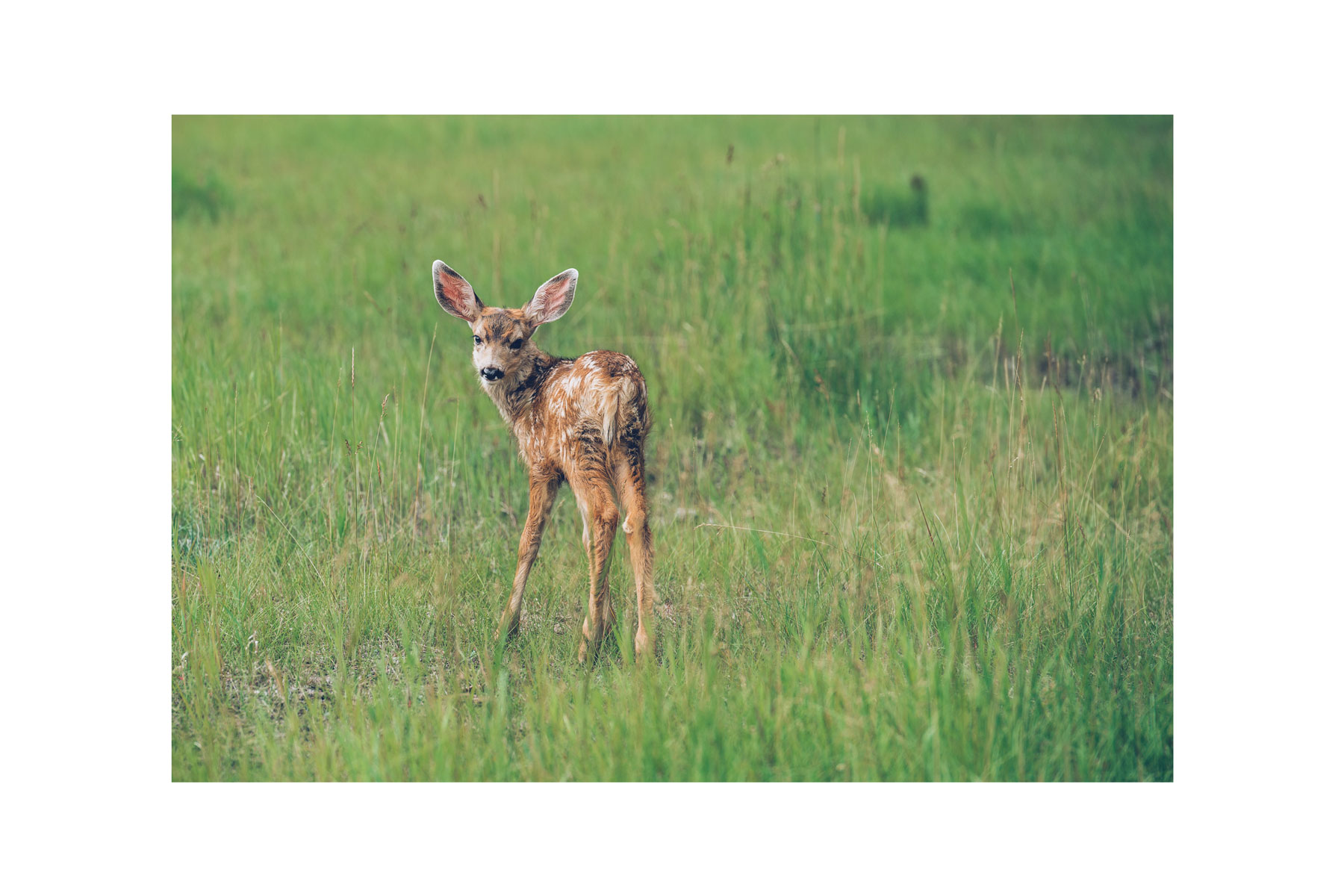 Yukon Wildlife Preserve