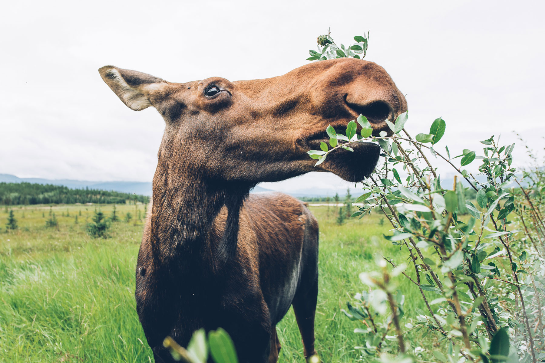 Orignal, Yukon Wildlife Preserve