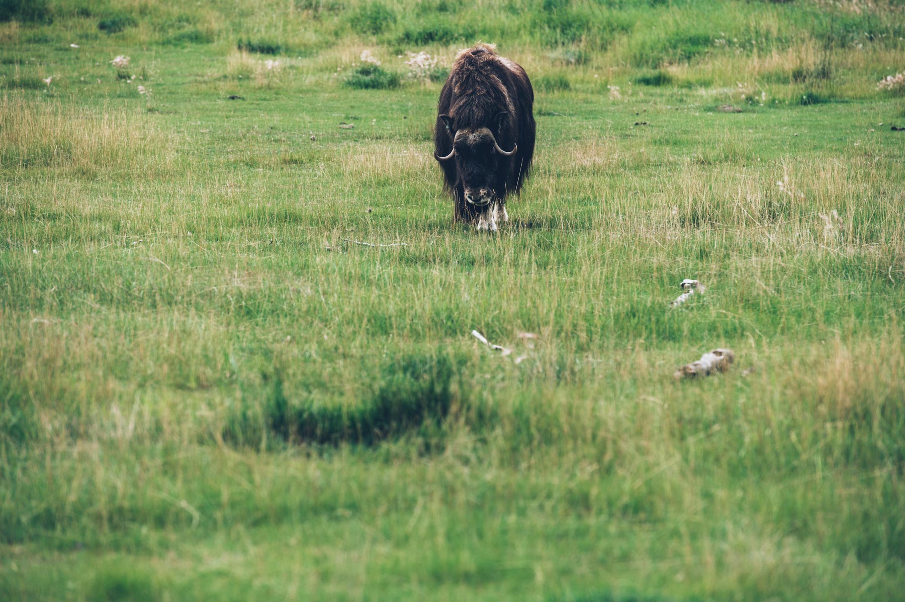 Yukon Wildlife Preserve