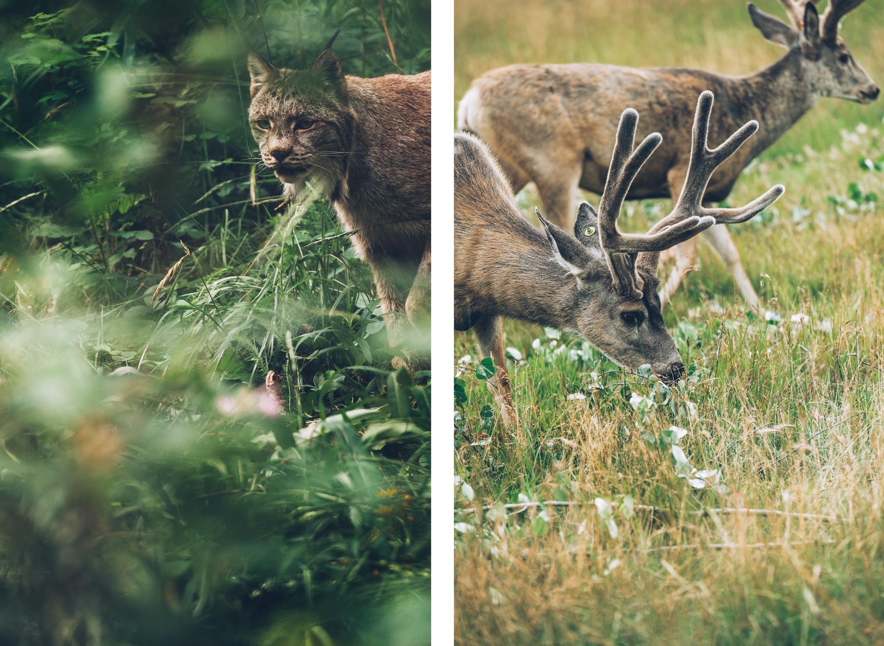 Yukon Wildlife Preserve