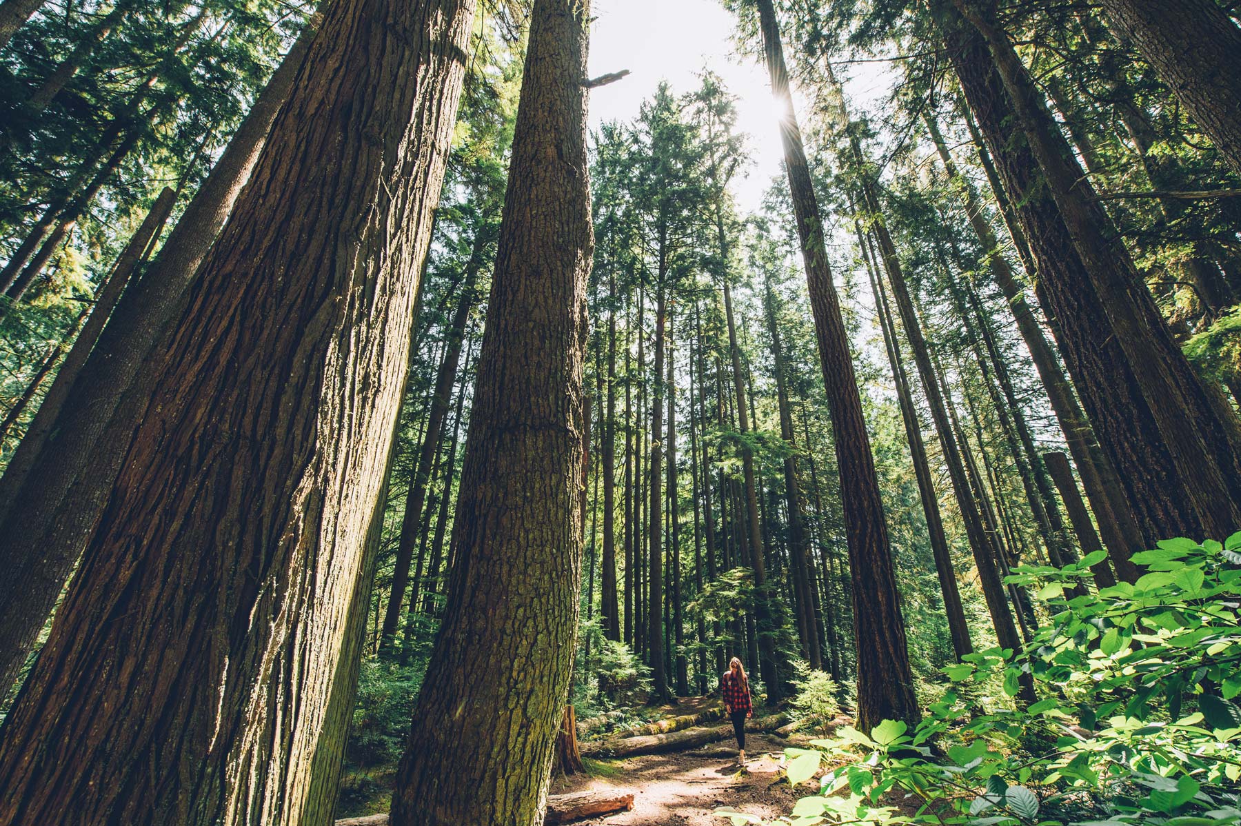 Lynn Canyon, Vancouver