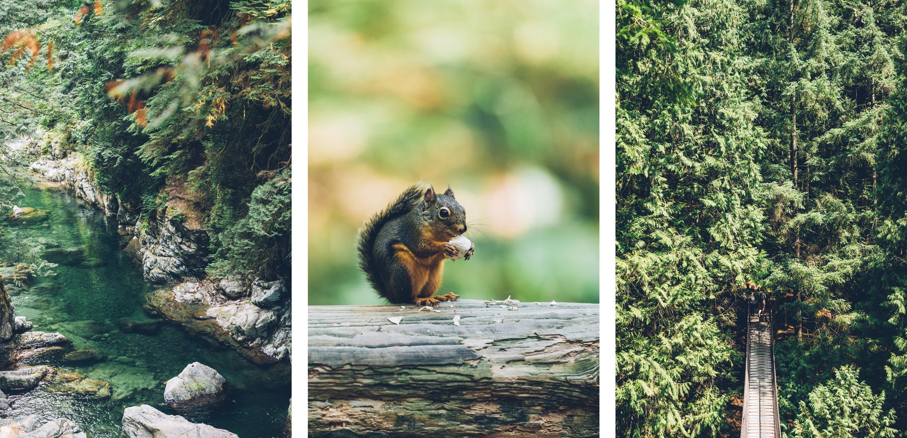 Lynn Canyon, Blog Voyage