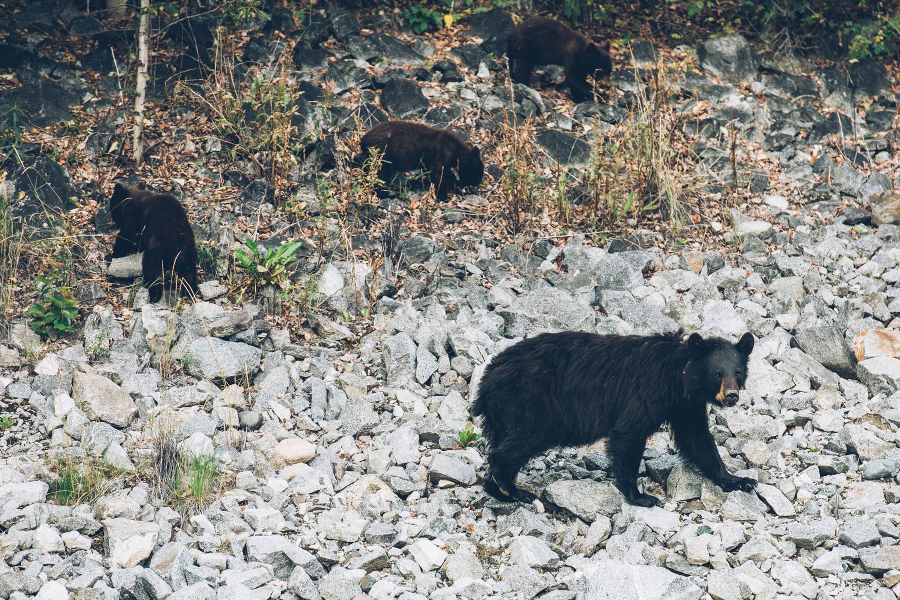 Ours Noirs, Yukon