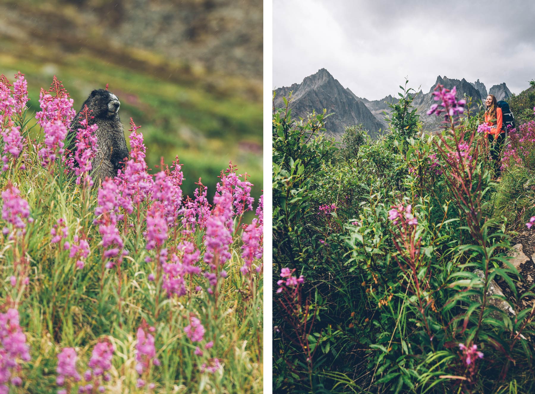 Marmottes Yukon