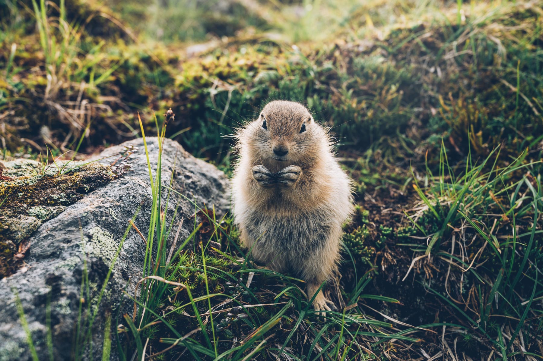 Chien de prairie, Yukon