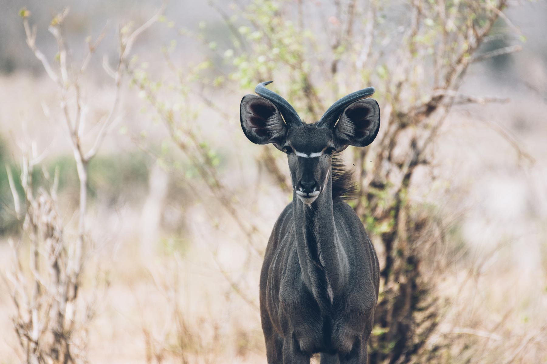 Kudu