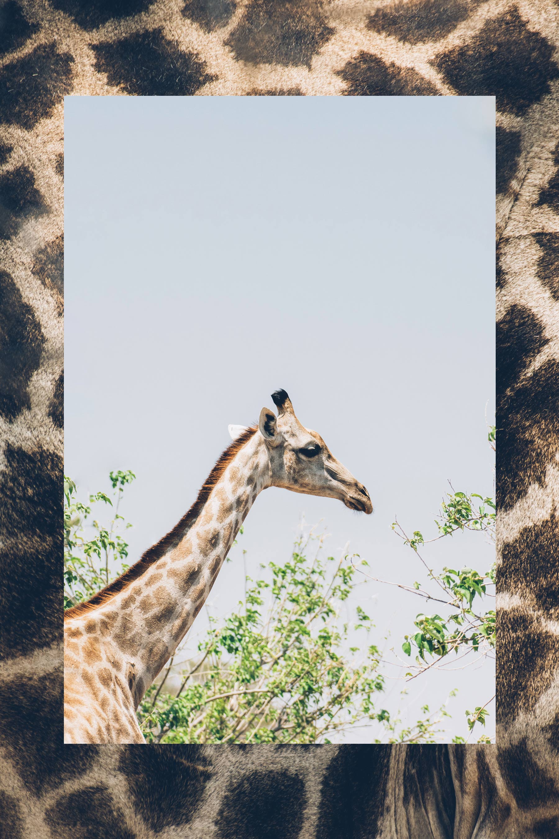 Girafe, Chobe, Botswana