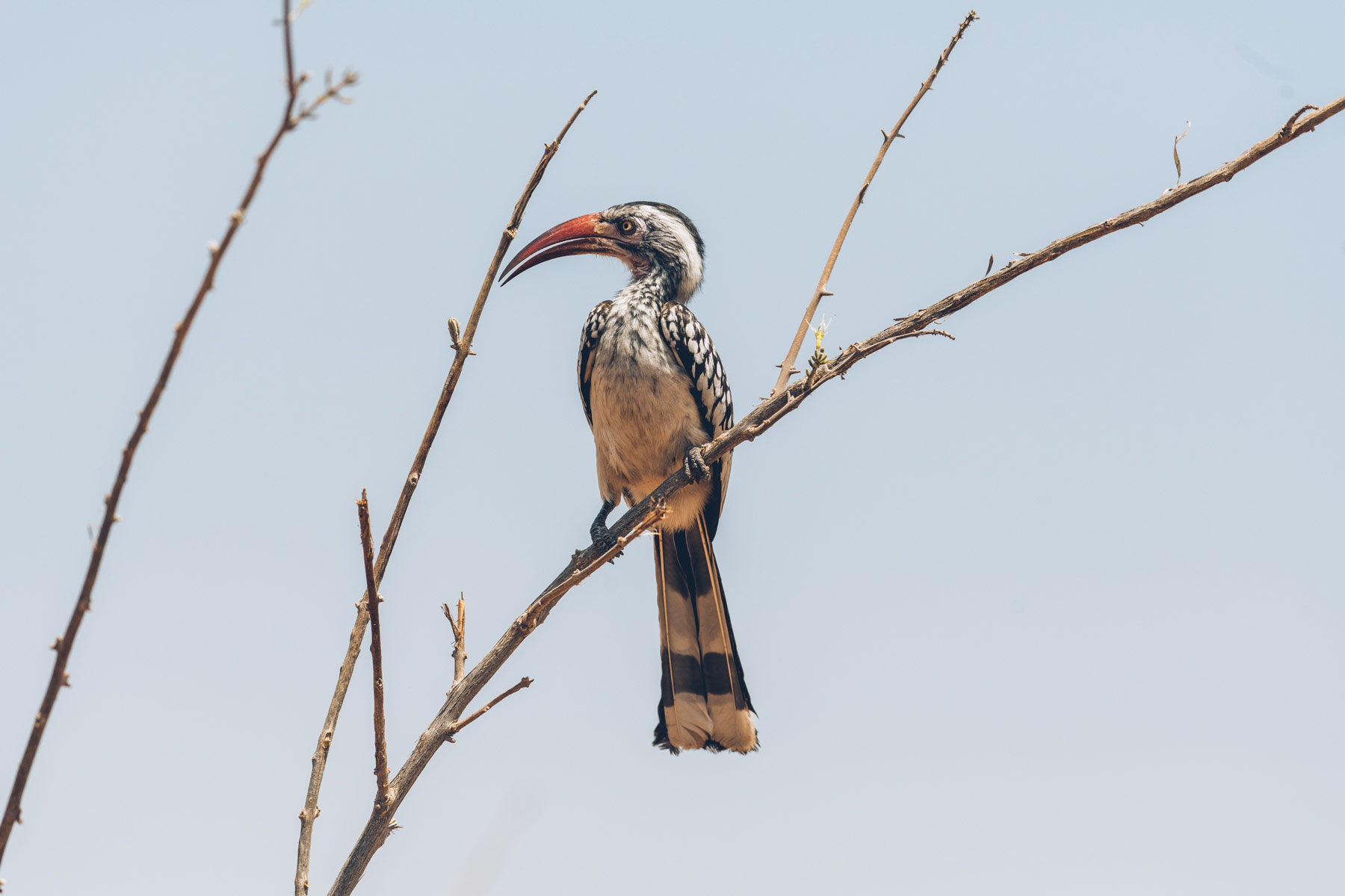 Zazu, Botswana