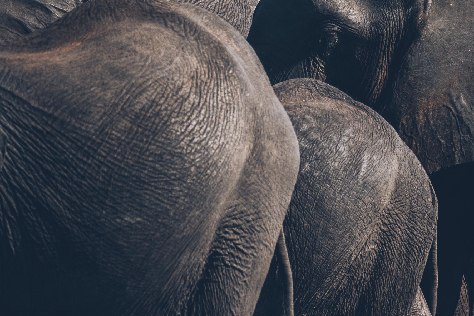 Elephants