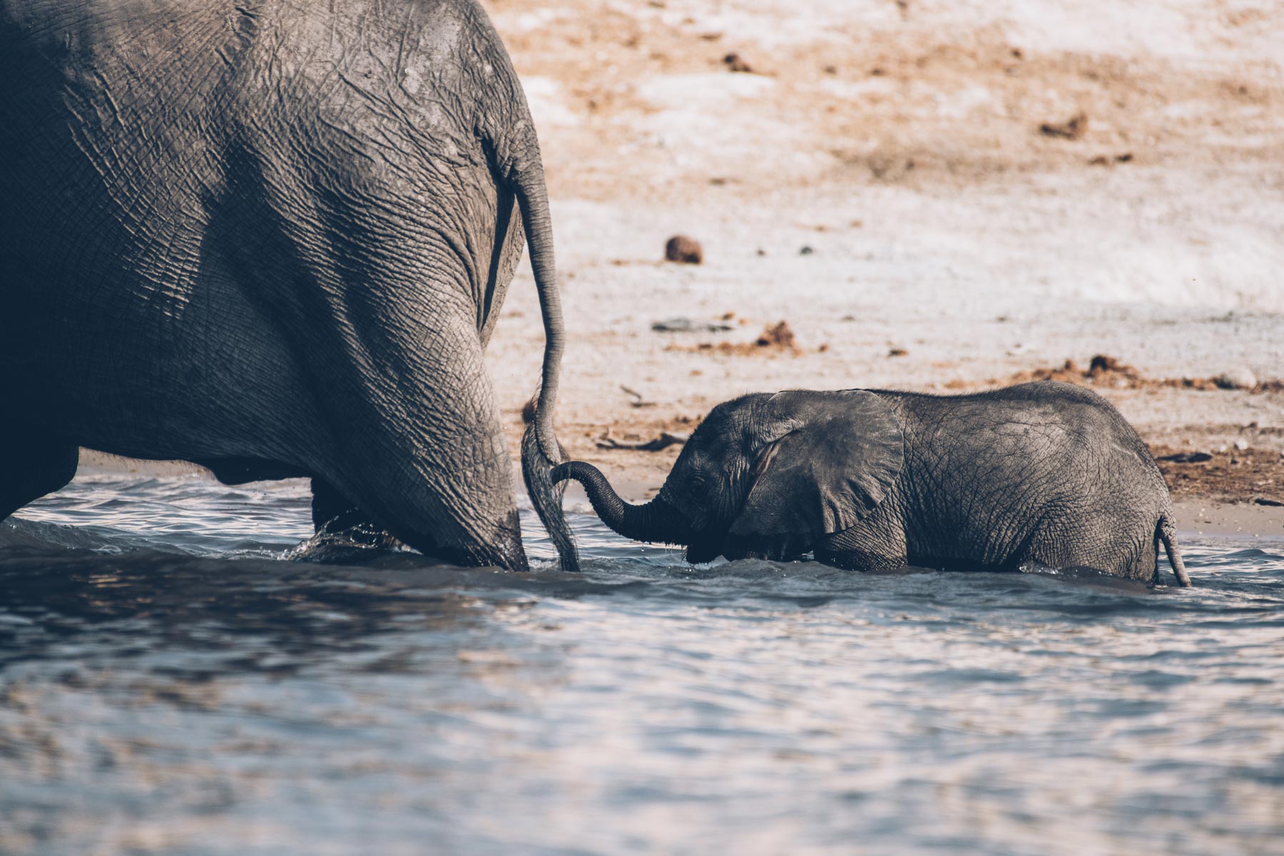 Elephants, Afrique