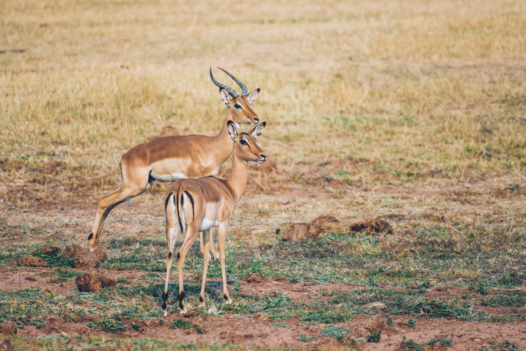 Parc national de Matusadona