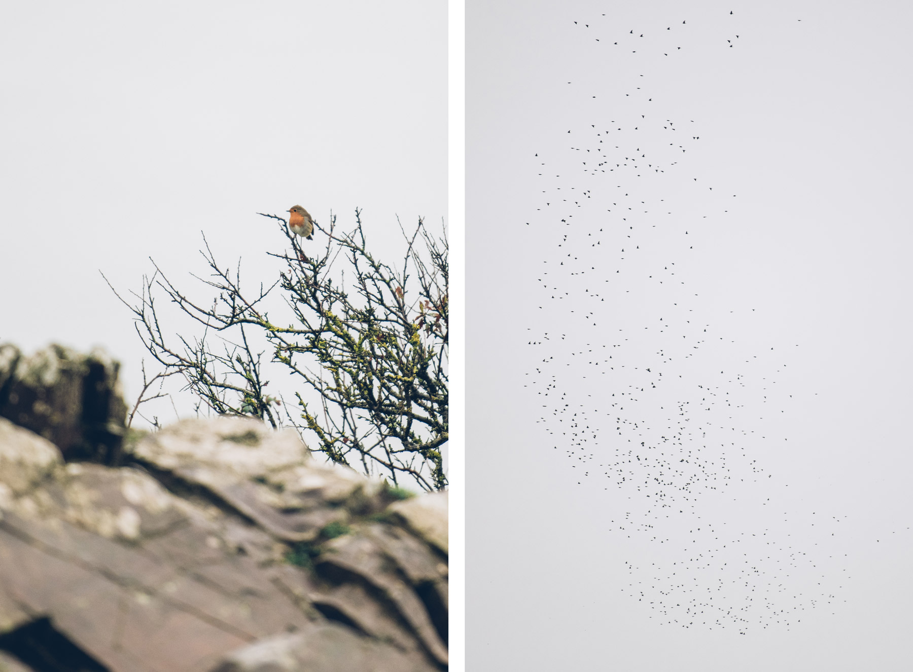 Sortie Nature observation des oiseaux